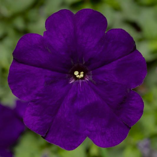 Upright Petunia Seeds Petunia Damask Blue 1,000 Pelleted Seeds