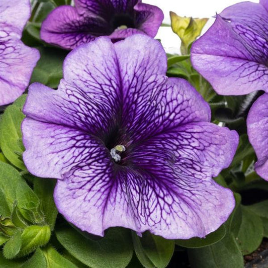 Upright Petunia Seeds Petunia Damask Blue Vein 1,000 Pelleted Seeds