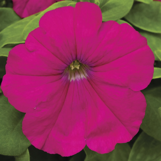 Upright Petunia Seeds Petunia Damask Carmine 1,000 Pelleted Seeds