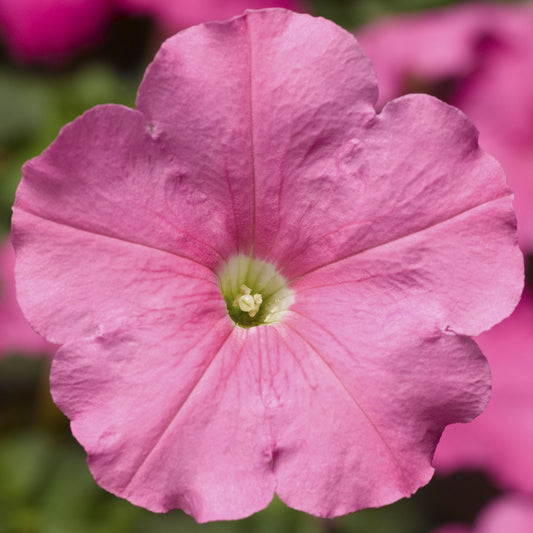 Upright Petunia Seeds Petunia Damask Pink 1,000 Pelleted Seeds