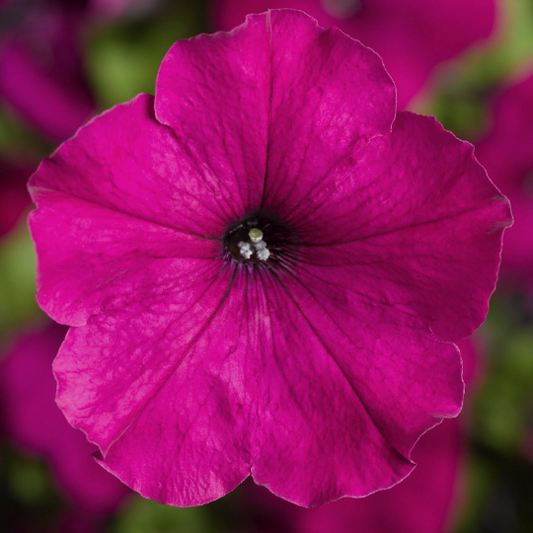 Upright Petunia Seeds Petunia Damask Purple 1,000 Pelleted Seeds