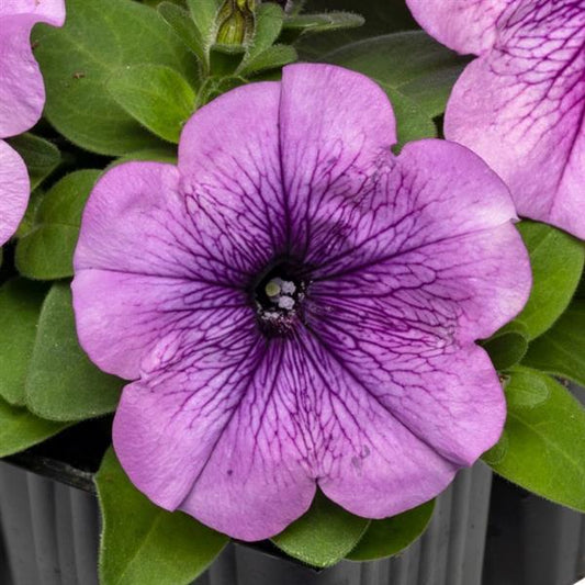 Upright Petunia Seeds Petunia Damask Purple Vein 1,000 Pelleted Seeds