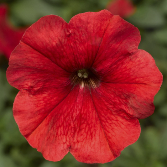 Upright Petunia Seeds Petunia Damask Red 1,000 Pelleted Seeds