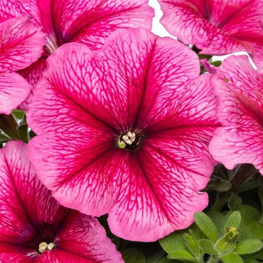 Upright Petunia Seeds Petunia Damask Rose Vein 1,000 Pelleted Seeds