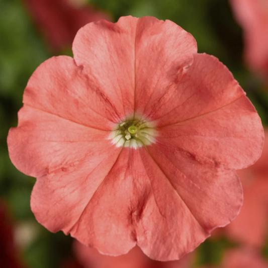 Upright Petunia Seeds Petunia Damask Salmon 1,000 Pelleted Seeds