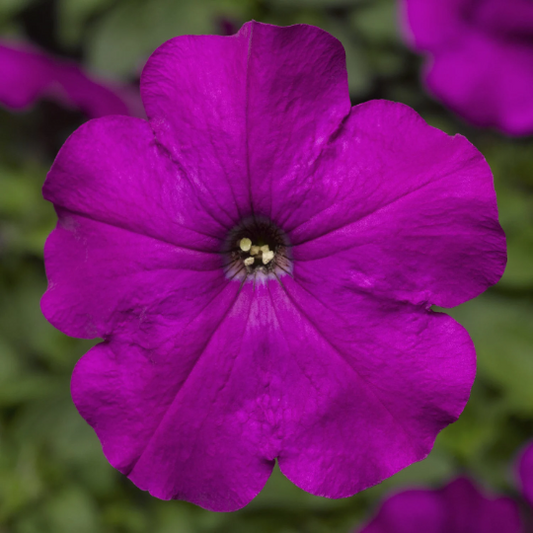 Upright Petunia Seeds Petunia Damask Violet 1,000 Pelleted Seeds