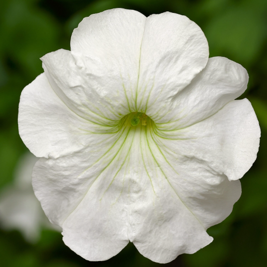 Upright Petunia Seeds Petunia Damask White 1,000 Pelleted Seeds