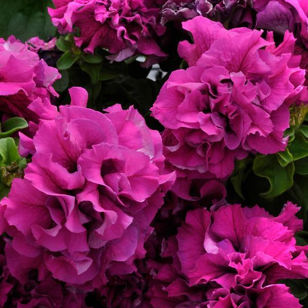 Upright Petunia Seeds Double Cascade Burgundy Petunia 1,000 Pelleted Seeds