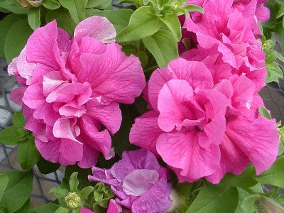 Upright Petunia Seeds Double Cascade Pink Petunia 1,000 Pelleted Seeds