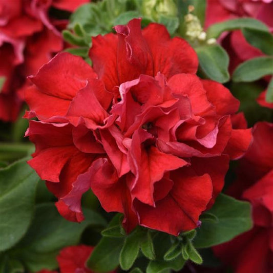 Upright Petunia Seeds Double Cascade Valentine Petunia 1,000 Pelleted Seeds