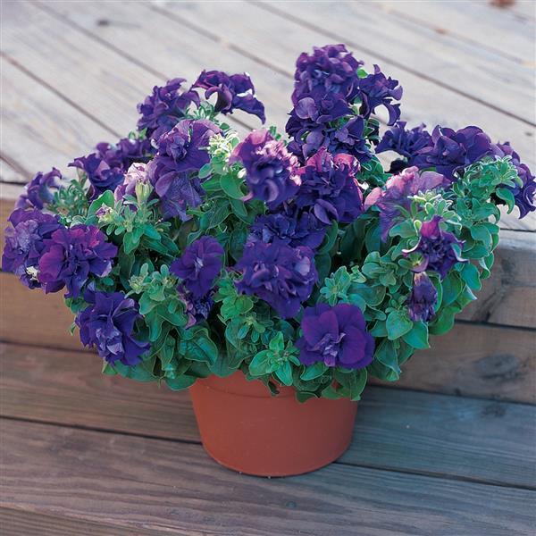 Upright Petunia Seeds Petunia Double Madness™ Blue 1,000 Pelleted Seeds