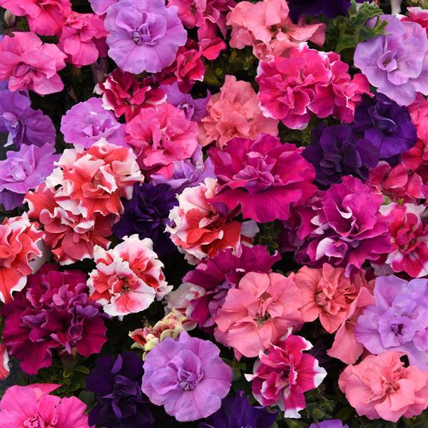 Upright Petunia Seeds Petunia Double Madness™ Mix 1,000 Pelleted Seeds