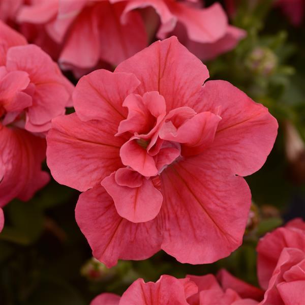 Upright Petunia Seeds Petunia Double Madness™ Salmon 1,000 Pelleted Seeds