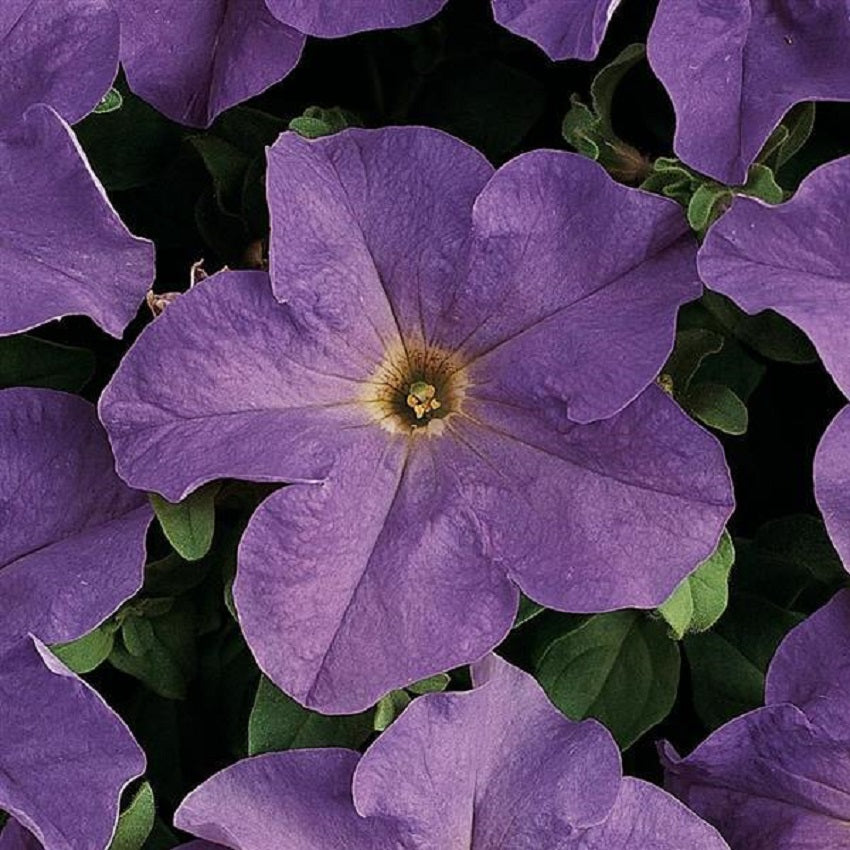 Upright Petunia Seeds Petunia Dreams Blue Sky 1,000 Pelleted Seeds