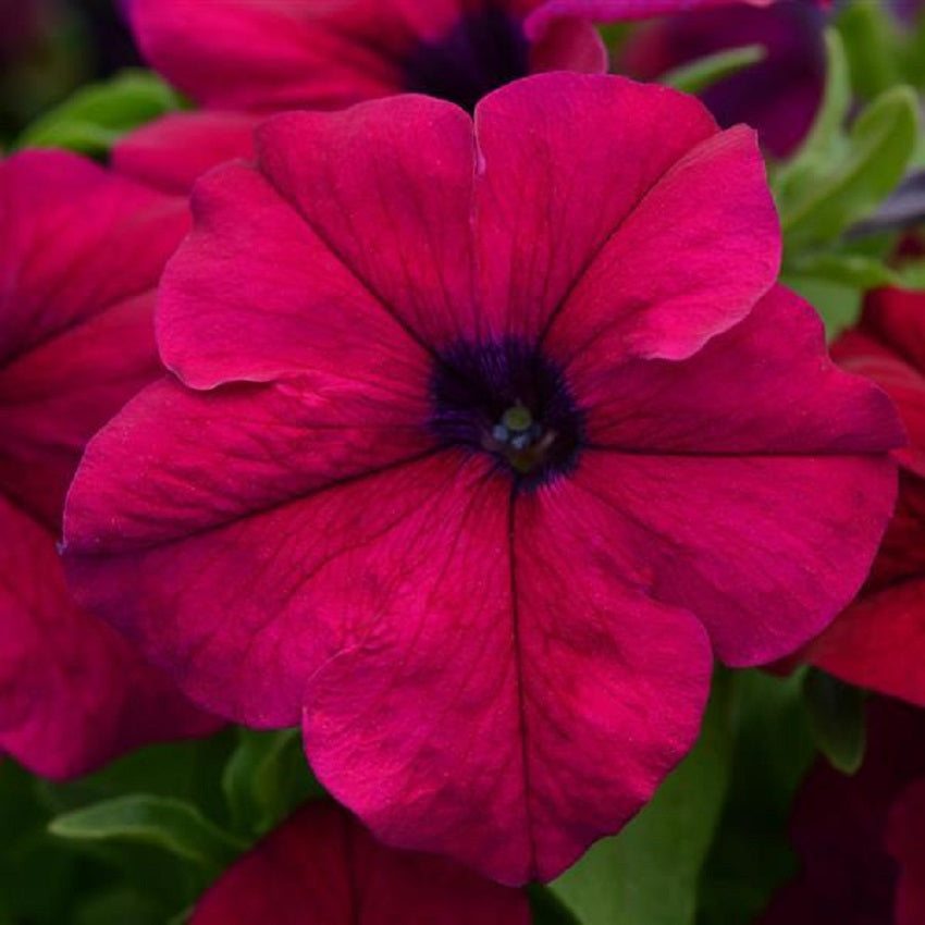 Upright Petunia Seeds Petunia Dreams Burgundy 1,000 Pelleted Seeds