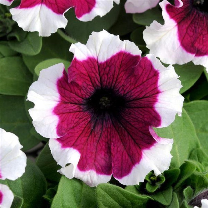 Upright Petunia Seeds Petunia Dreams Burgundy Picotee 1,000 Pelleted Seeds