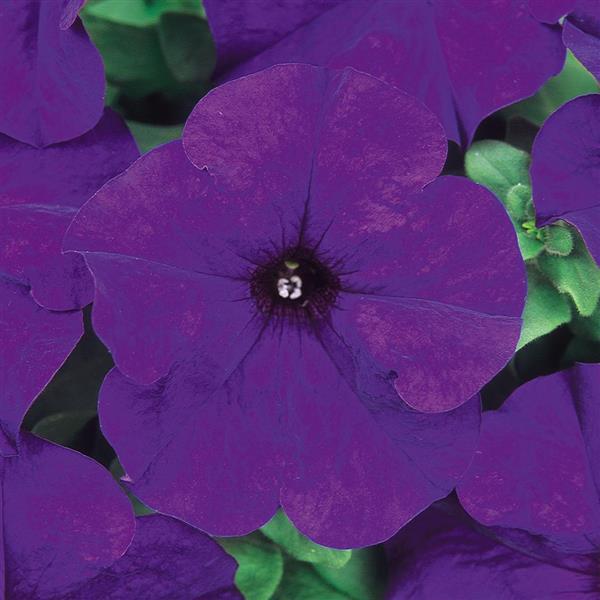 Upright Petunia Seeds Petunia Dreams Midnight 1,000 Pelleted Seeds