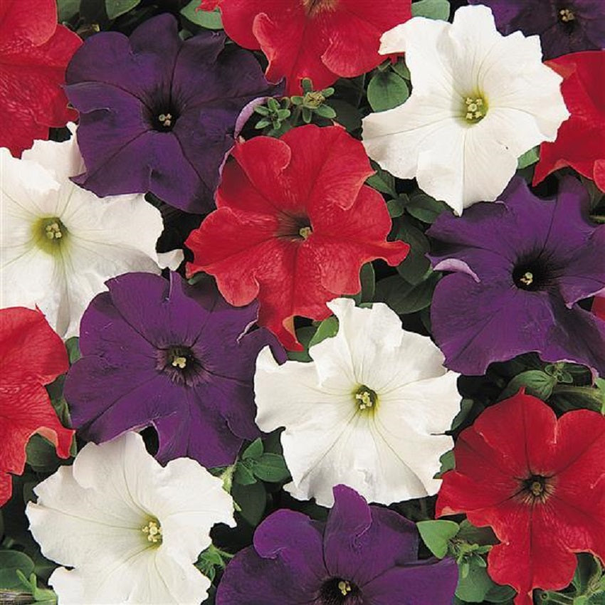 Upright Petunia Seeds Petunia Dreams Patriot Mix 1,000 Pelleted Seeds