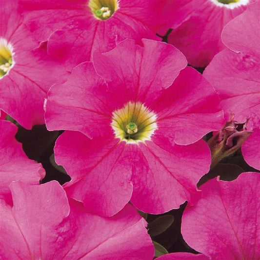 Upright Petunia Seeds Petunia Dreams Pink 1,000 Pelleted Seeds