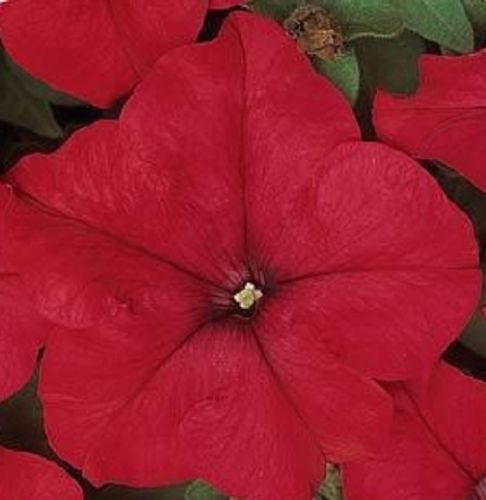 Upright Petunia Seeds Petunia Dreams Red 1,000 Pelleted Seeds