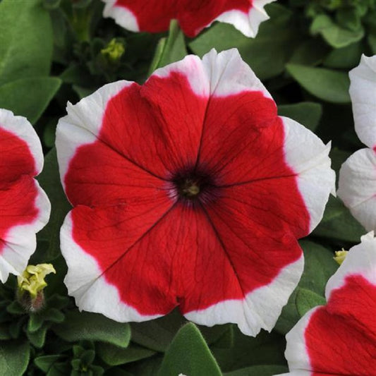 Upright Petunia Seeds Petunia Dreams Red Picotee 1,000 Pelleted Seeds