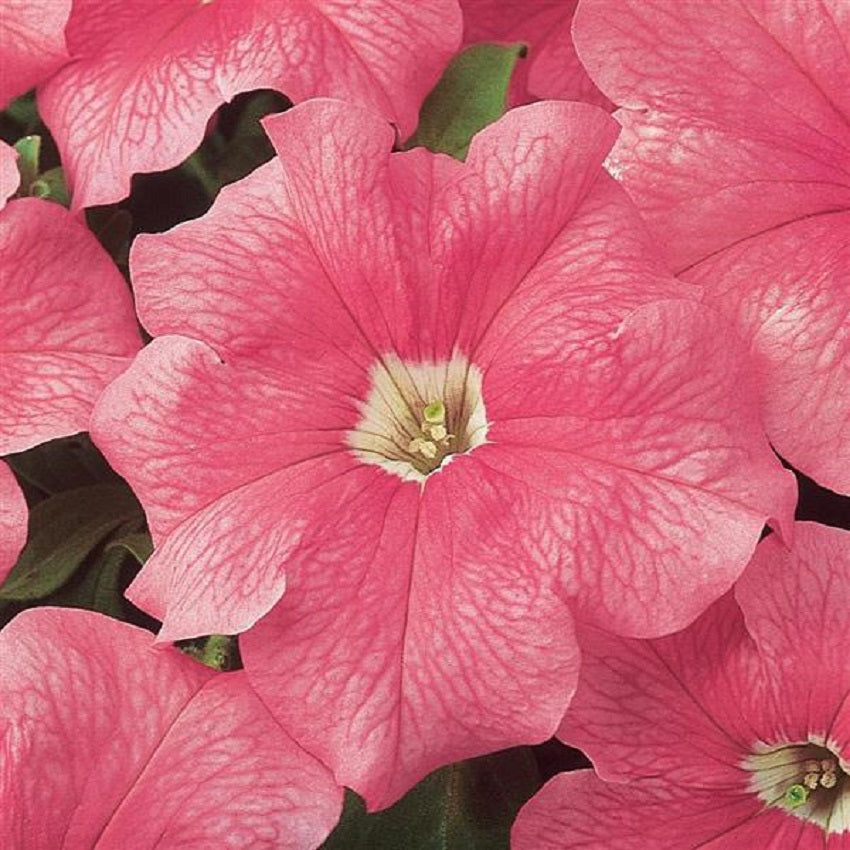 Upright Petunia Seeds Petunia Dreams Salmon 1,000 Pelleted Seeds