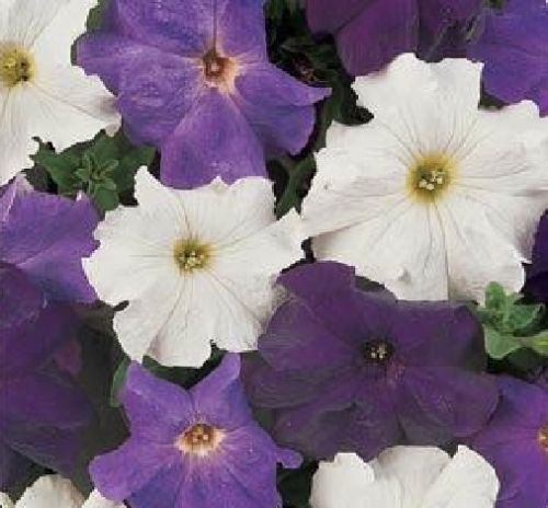 Upright Petunia Seeds Petunia Dreams Waterfall Mix 1,000 Pelleted Seeds