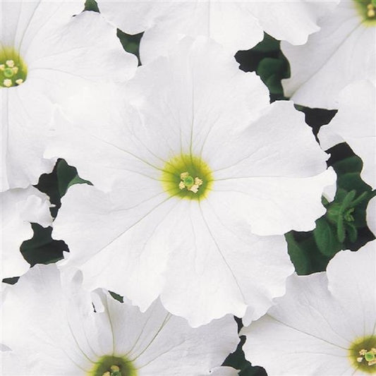 Upright Petunia Seeds Petunia Dreams White 1,000 Pelleted Seeds