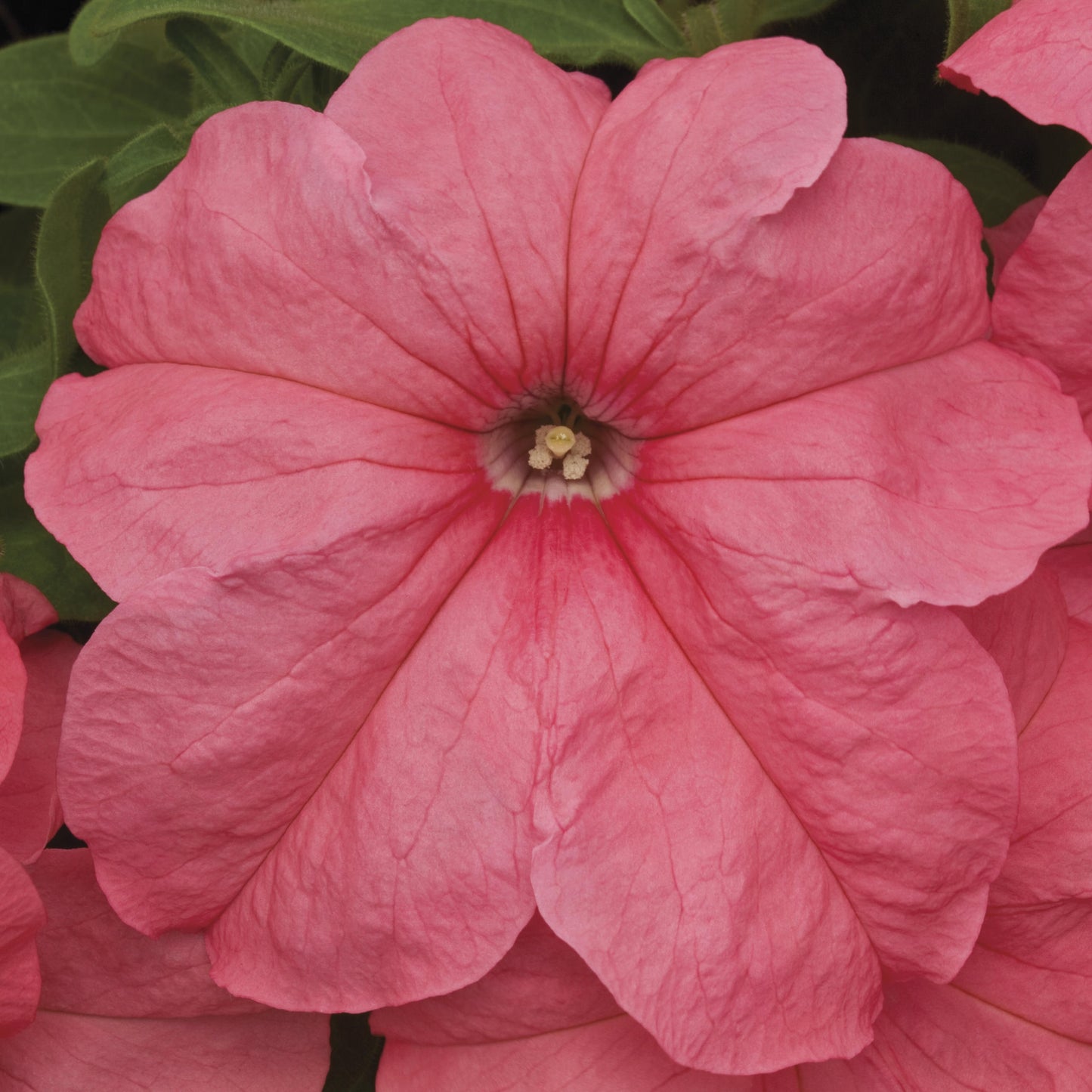 Upright Petunia Seeds Petunia Duvet Salmon 1,000 Pelleted Seeds