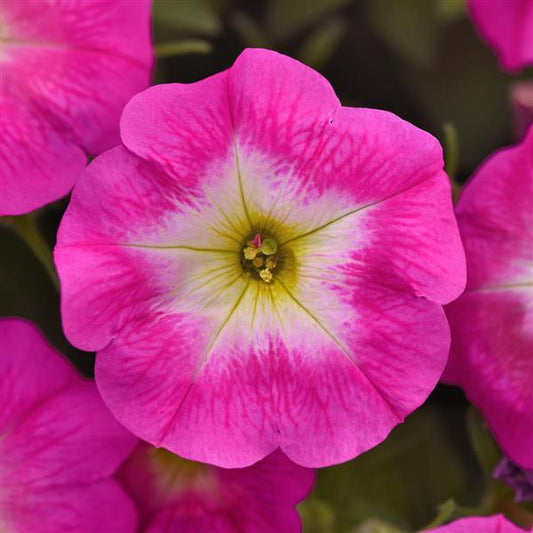 Bulk Petunia Seeds Easy Wave® Rose Morn Trailing Petunia Seeds E3 Pelleted Seeds