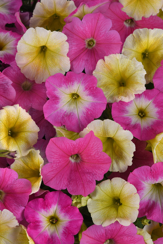 Bulk Petunia Seeds Easy Wave® Sweet Taffy Trailing Petunia Seeds E3 Pelleted Seeds