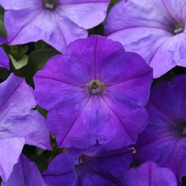 Bulk Petunia Seeds Easy Wave® Lavender Sky Blue Pelleted Seeds