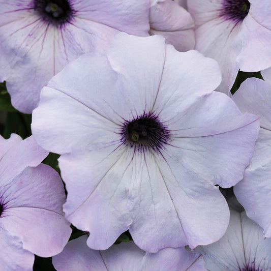 Bulk Petunia Seeds Easy Wave® Silver Pelleted Seeds