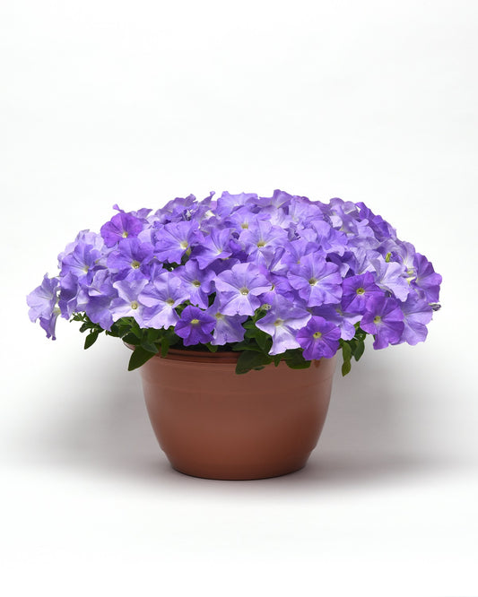 Bulk Petunia Seeds Easy Wave® Sky Blue Trailing Petunia Seeds E3 Pelleted Seeds