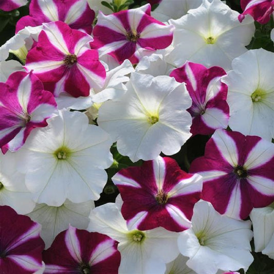 Bulk Petunia Seeds Easy Wave® Starfish Pelleted Seeds