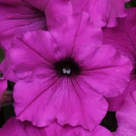 Bulk Petunia Seeds Easy Wave® Violet Pelleted Seeds