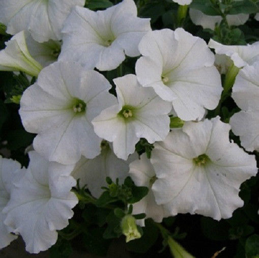 Bulk Petunia Seeds Easy Wave® White Pelleted Seeds