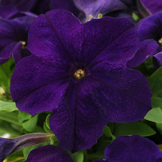 Upright Petunia Seeds Petunia Ez Rider® Blue 1,000 Pelleted Seeds