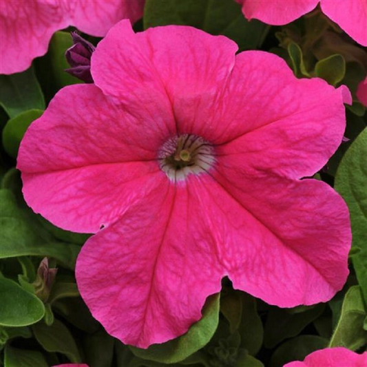 Upright Petunia Seeds Petunia Ez Rider® Deep Pink 1,000 Pelleted Seeds