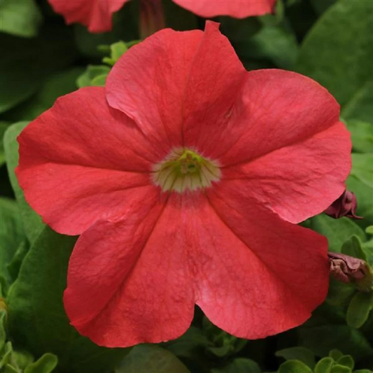 Upright Petunia Seeds Petunia Ez Rider® Deep Salmon 1,000 Pelleted Seeds