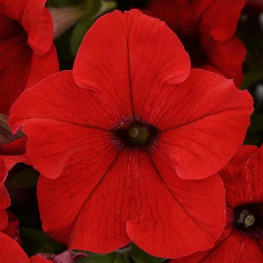 Upright Petunia Seeds Petunia Ez Rider® Red 1,000 Pelleted Seeds