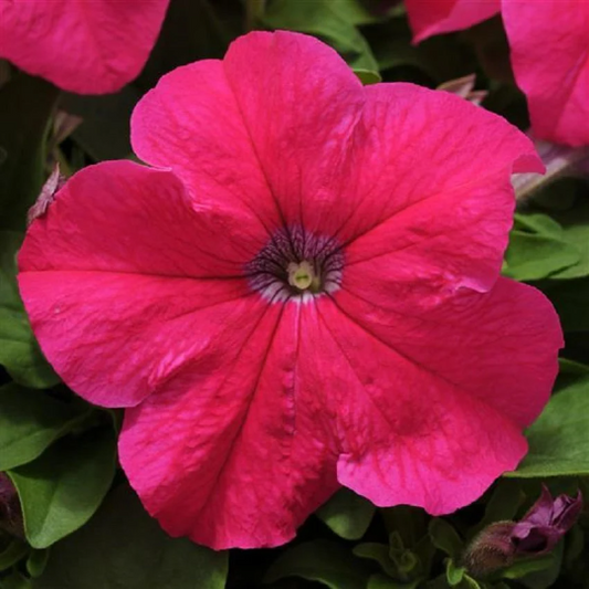 Upright Petunia Seeds Petunia Ez Rider® Rose 1,000 Pelleted Seeds