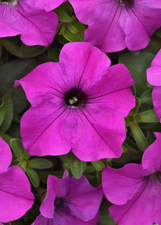 Upright Petunia Seeds Petunia Ez Rider® Violet 1,000 Pelleted Seeds