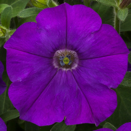 Trailing Petunia Seeds Petunia FlashForward Blue Pelleted Seeds