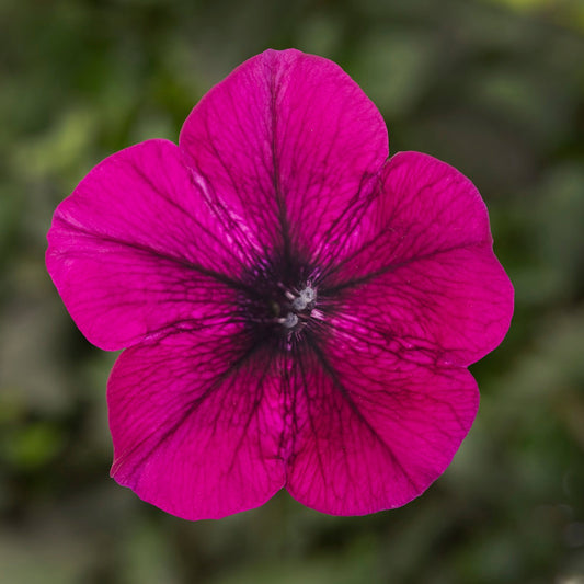 Trailing Petunia Seeds Petunia FlashForward Burgundy Pelleted Seeds