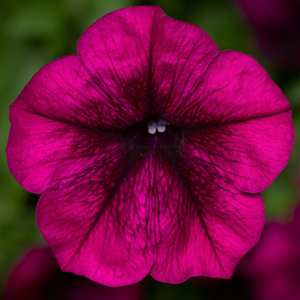 Trailing Petunia Seeds Petunia FotoFinish Burgundy Pelleted Seeds