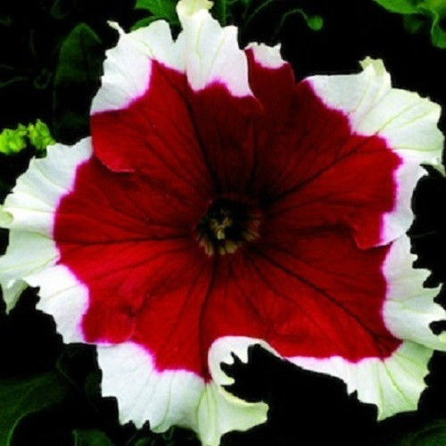 Upright Petunia Seeds Petunia Frost Cherry 1,000 Pelleted Seeds