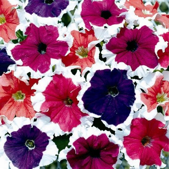 Upright Petunia Seeds Petunia Frost Mix 1,000 Pelleted Seeds