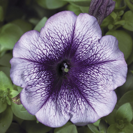 Upright Petunia Seeds Hurrah Blue Vein Petunia 1,000 Pelleted Seeds