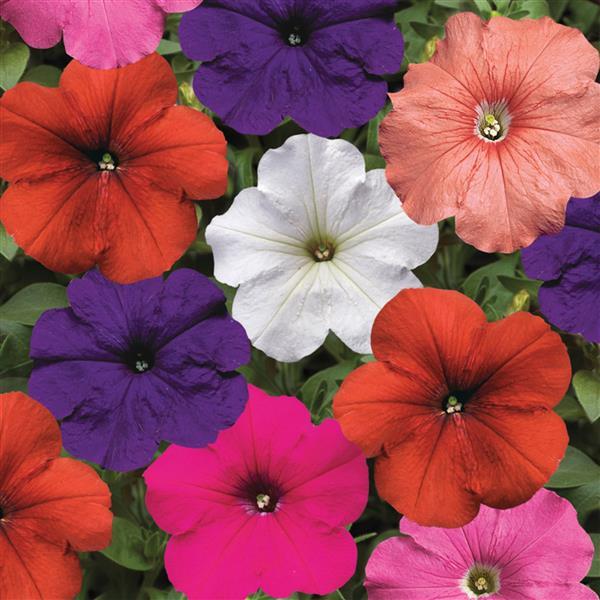 Upright Petunia Seeds Hurrah Mix Petunia 1,000 Pelleted Seeds